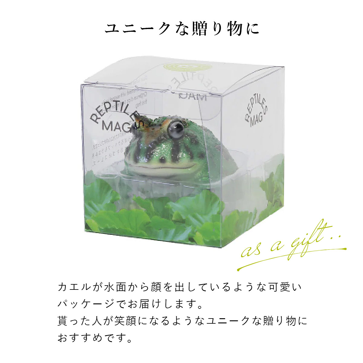 magnet REPTILES MAG レプタイルズ マグ HORNED FROG ベルツノガエル