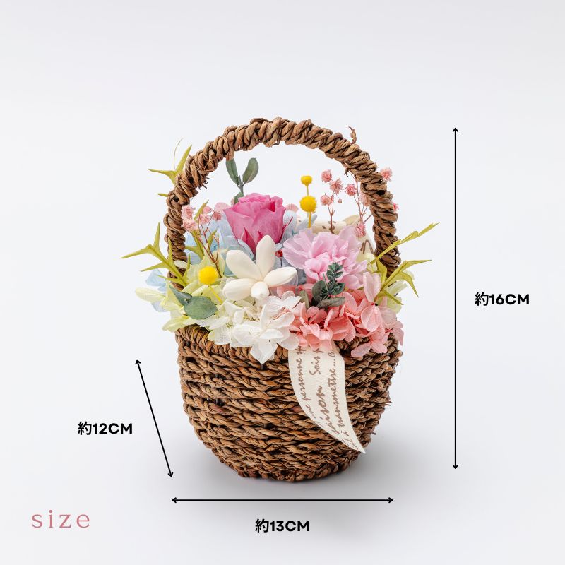 マロニエ サイズ