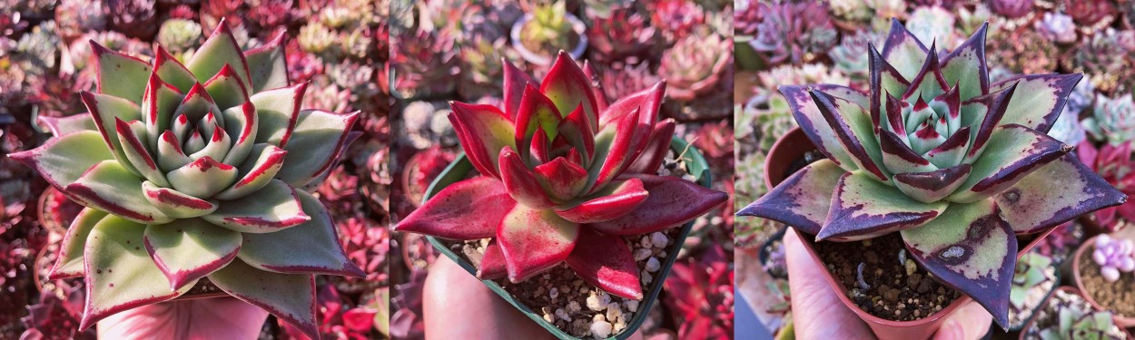 多肉植物 新品種 Echeveria ゴールドアニー るる農園