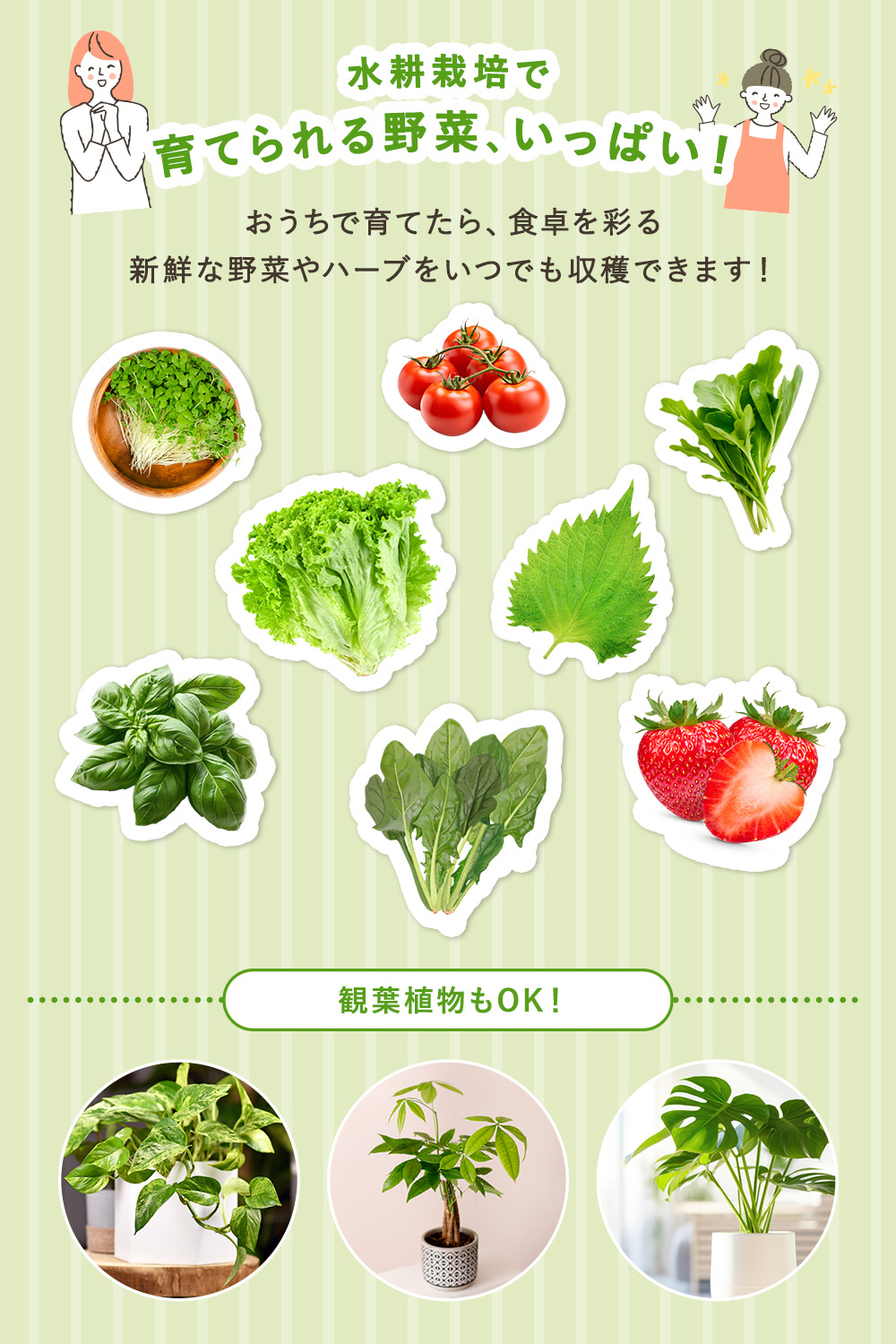 水耕栽培キット 家庭菜園 室内菜園 キット プランター栽培 植物ライト LEDライト付き 12穴 タイマー機能 日本製肥料付き ハイポネックス 家庭用 食育 野菜栽培 関連画像4