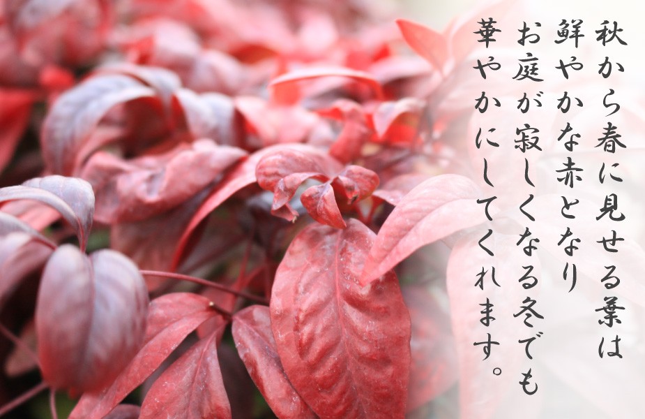 紅葉時のお多福南天の葉は庭を華やかにしてくれます。