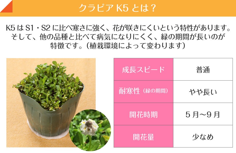 k5について