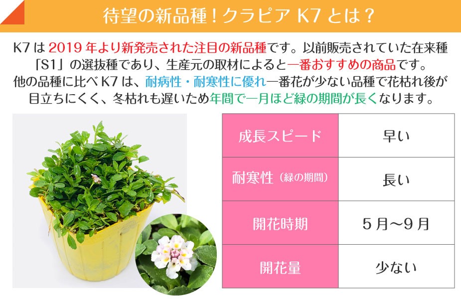 独創的 高品質 クラピア 新品種 K7 ポットタイプ 40ポット 9cmポット グランドカバー 下草 雑草対策 激安単価で Esiba Tg