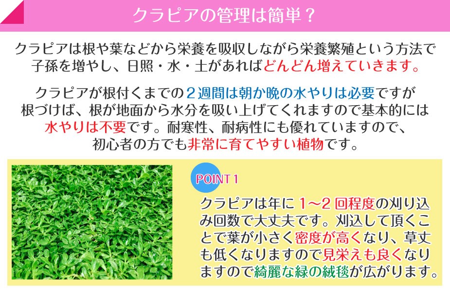 クラピアの管理は簡単？