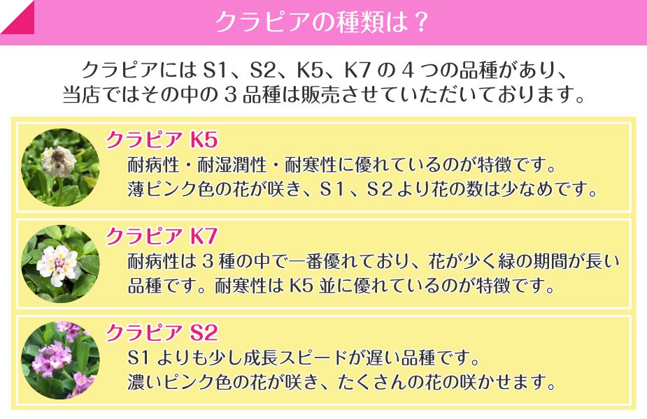 クラピアの種類は？