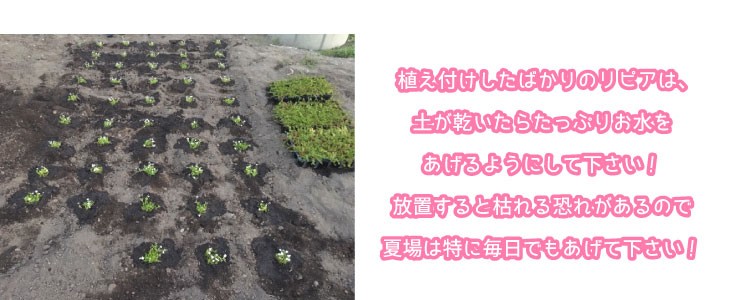 リピアについて1