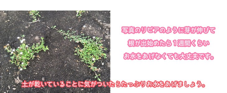 リピアについて2