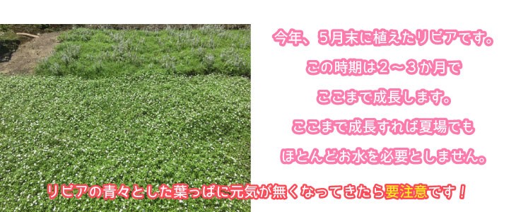 リピアについて3