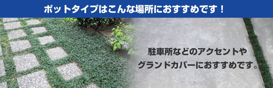 玉竜ポットタイプのおすすめの植え付け場所