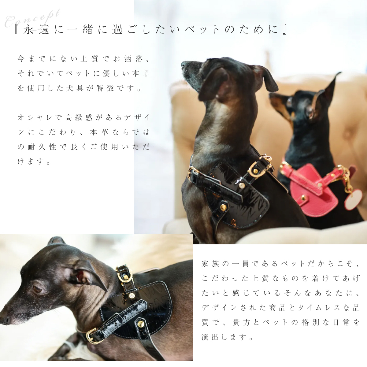 エヌアンドエフ ペット ハーネス＆リードセット 小型犬 ハーネス
