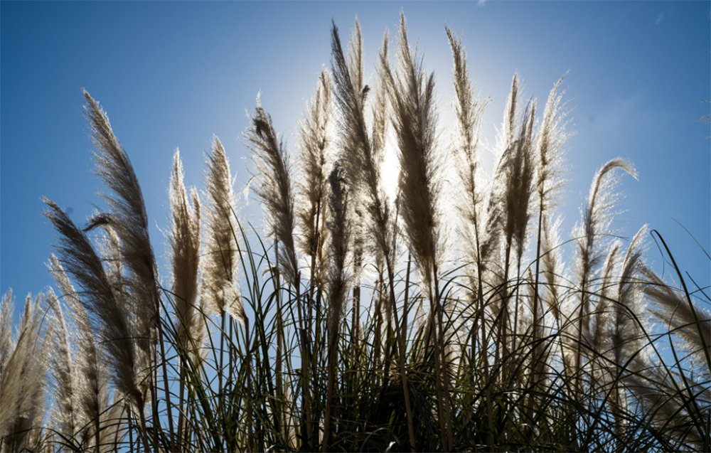 ZEISS（ツァイス） 【2025年5月発売予定】 Carl Zeiss（カールツァイス