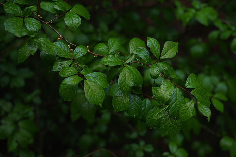 ペンタックス ペンタックス(PENTAX) HD PENTAX-FA 50mm F1.4 : サエダ