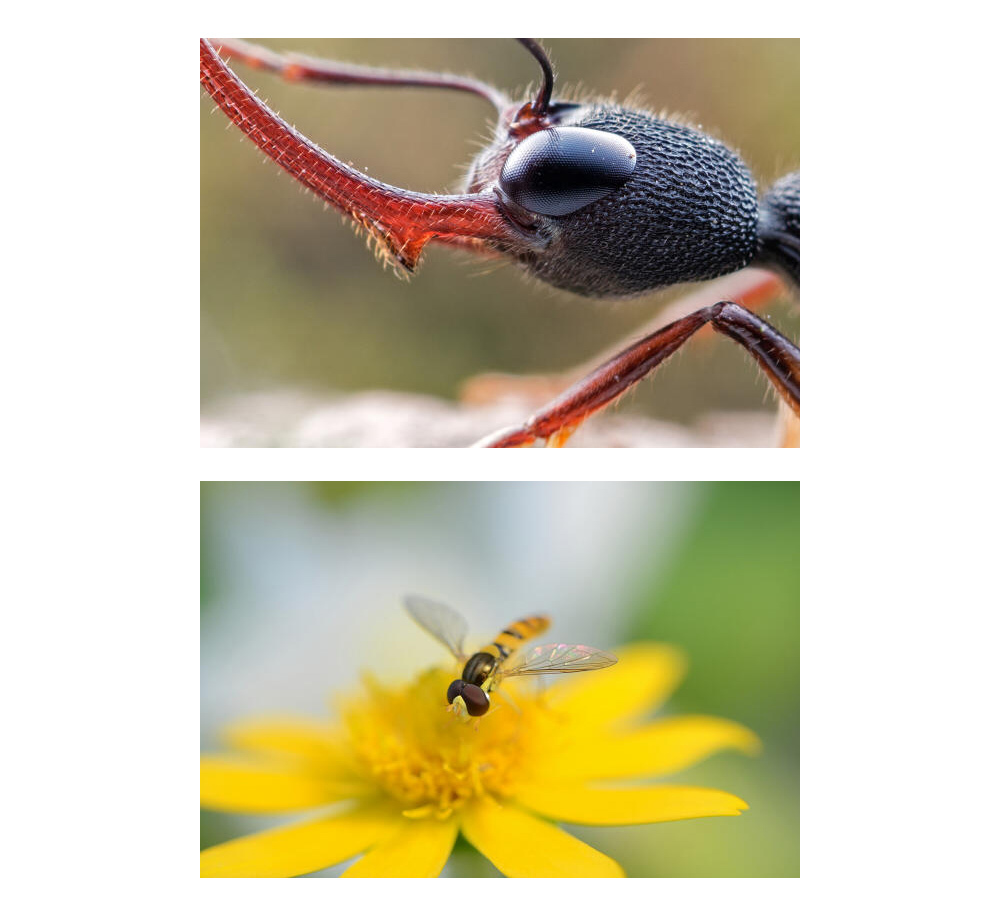 LAOWA 60mm F2.8 MACRO ソニーAマウント LAOWA 60mm F2.8 Ultra-Macro ソニーAマウント [APS-C対応