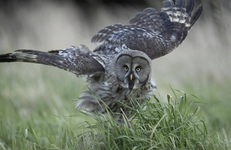 シグマ シグマ(Sigma) 150-600mm F5-6.3 DG DN OS /Sports シグマ シグマ(Sigma) 150-600mm F5-6.3 DG DN OS /Sports