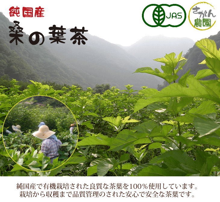 お得用 有機栽培 黒烏龍茶 国産 ティーパック 2.5g×40包 健康茶さがん農園