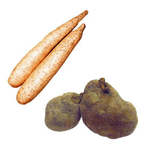 ジャガイモ大事典 ジャガイモ／ナガイモ／イチョウイモ／ツクネイモ