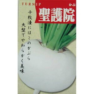 カブ 知識の泉 【菜園くらぶ】種と苗と家庭菜園の専門店