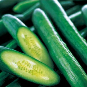 きゅうり知識の泉 【菜園くらぶ】種と苗と家庭菜園の専門店