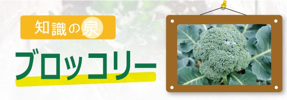 ブロッコリー 知識の泉 菜園くらぶ 種と苗と家庭菜園の専門店