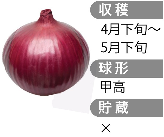 玉ねぎ苗 【予約】 【 早生 赤玉ねぎ レッドグラマー 】 約50本
