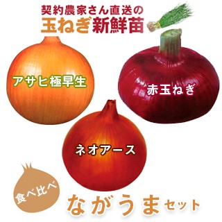 玉ねぎ苗 【菜園くらぶ】種と苗と家庭菜園の専門店