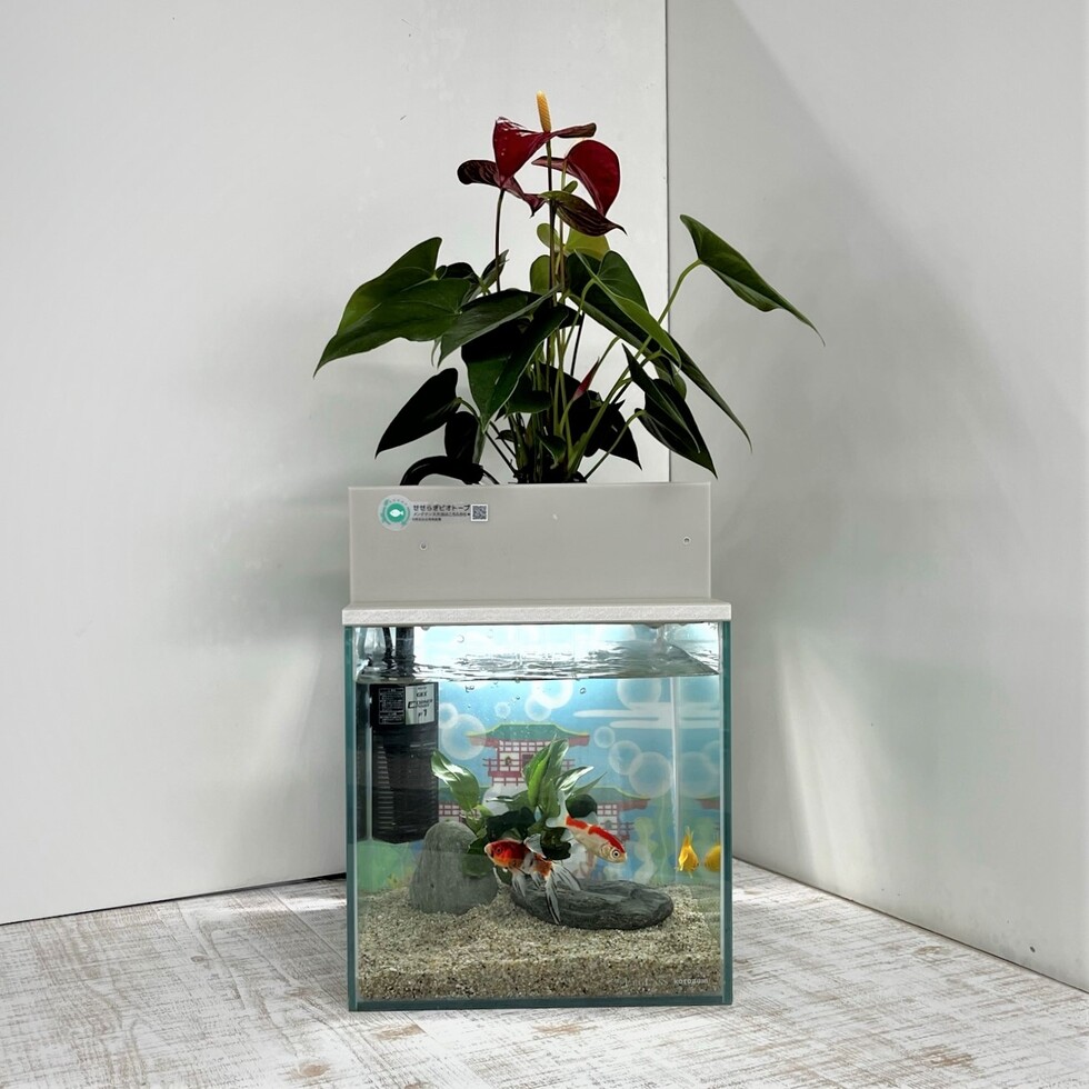 【送料無料】25cm型 基本＋照明水槽セット 金魚や熱帯魚の水槽にピッタリ、観葉植物が水をキレイにします！｜saijyou-teien｜02