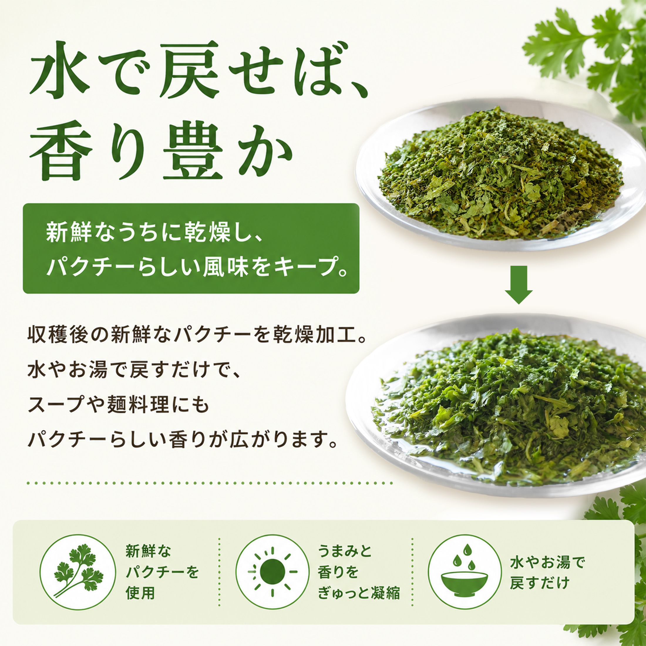 乾燥パクチー150g パクチー 香菜 シャンツァイ コリアンダー 送料無料