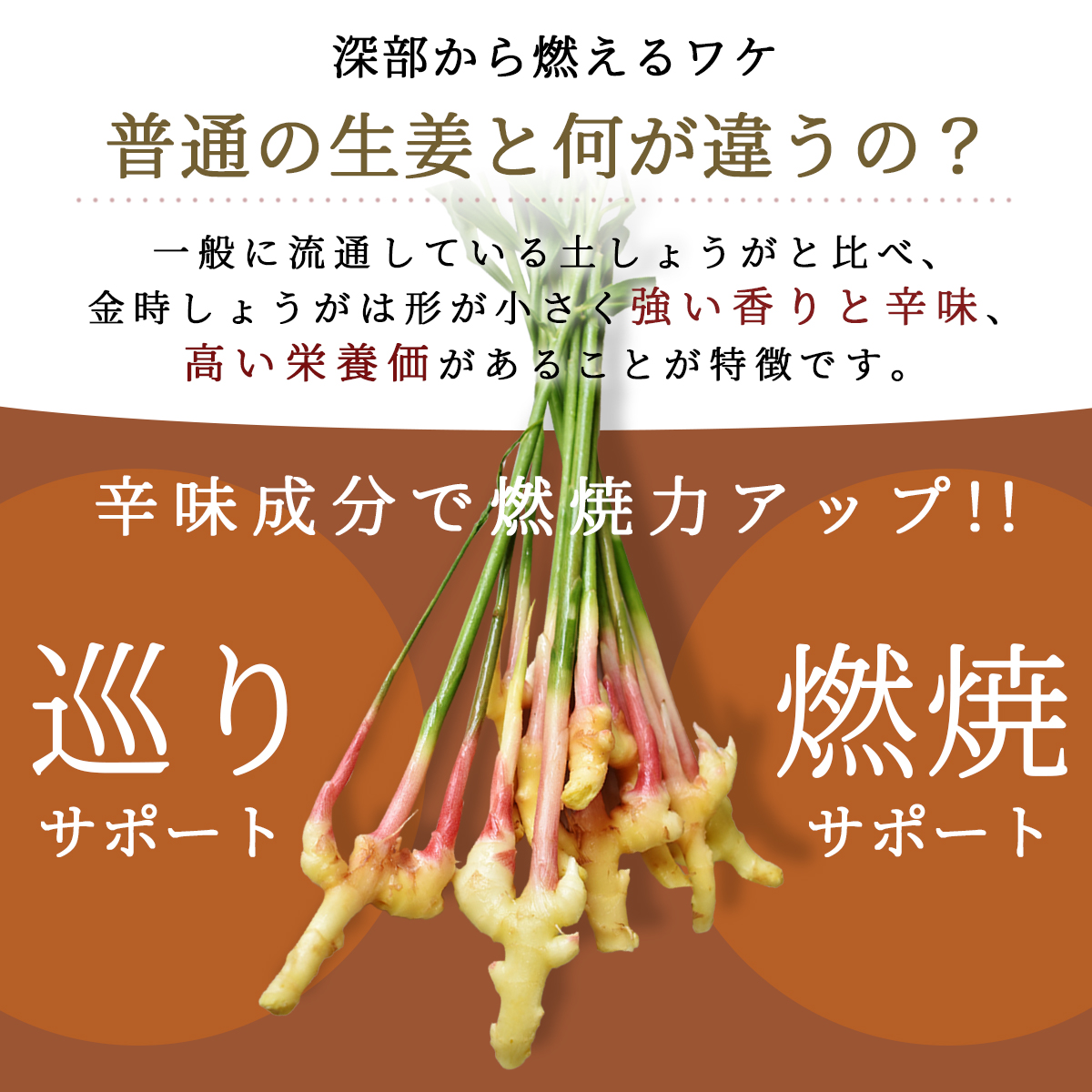 金時しょうが 粒タイプ 120粒 【送料無料】無添加・無農薬栽培された