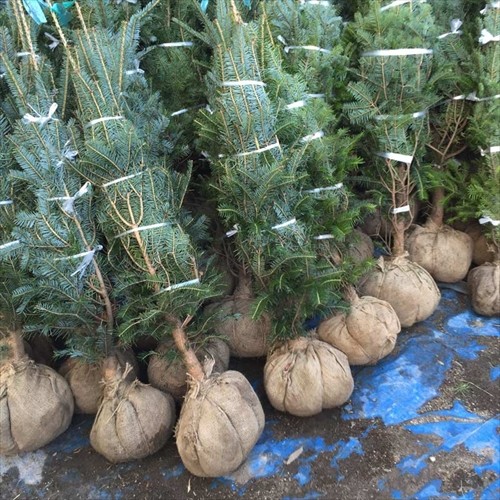 観葉植物の専門店 彩植健美 - もみの木・クリスマスツリーにおすすめ