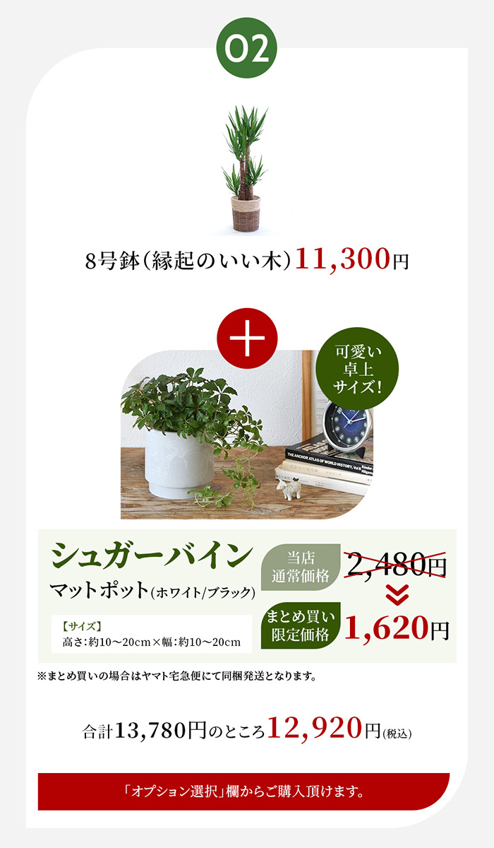 観葉植物 大型 ドラセナ 受け皿付 マッサンゲアナ バスケット 開業祝い 開店祝い ギフトに 茶かご 各種お祝い 幸福の木 8号 黒丸鉢 白丸鉢