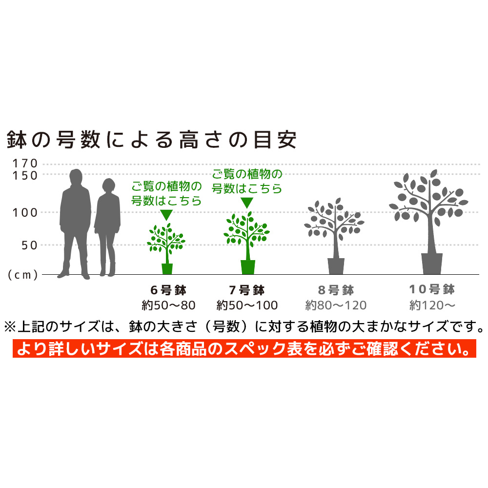 観葉植物 6号＋7号鉢 2鉢セット 種類 選べる 鉢カバー付き 大型 中型 モンステラ サンスベリア ユッカ パキラ ドラセナ 父の日｜saisyokukenbi｜17