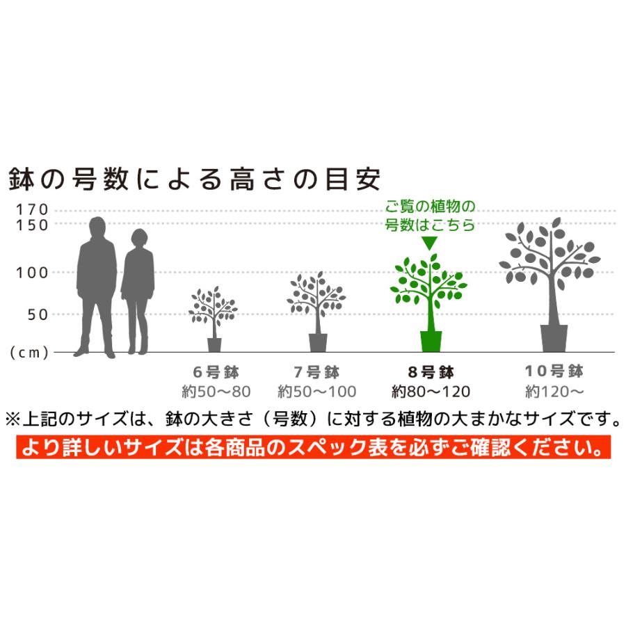 観葉植物 幸福の木 ドラセナ・マッサンゲアナ 8号 選べる鉢カバー付 母の日｜saisyokukenbi｜12