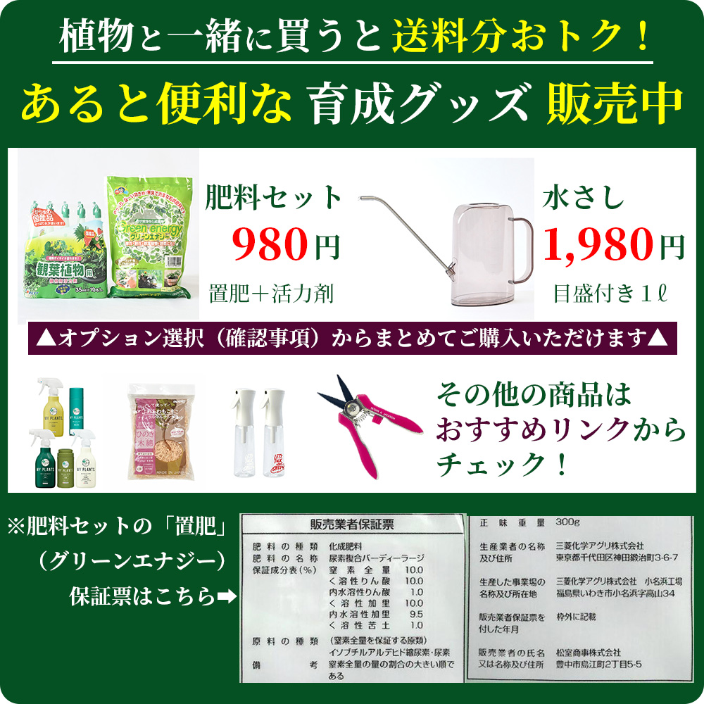 観葉植物 本物 ストレリチア オーガスタ 10号鉢 大型 室内用