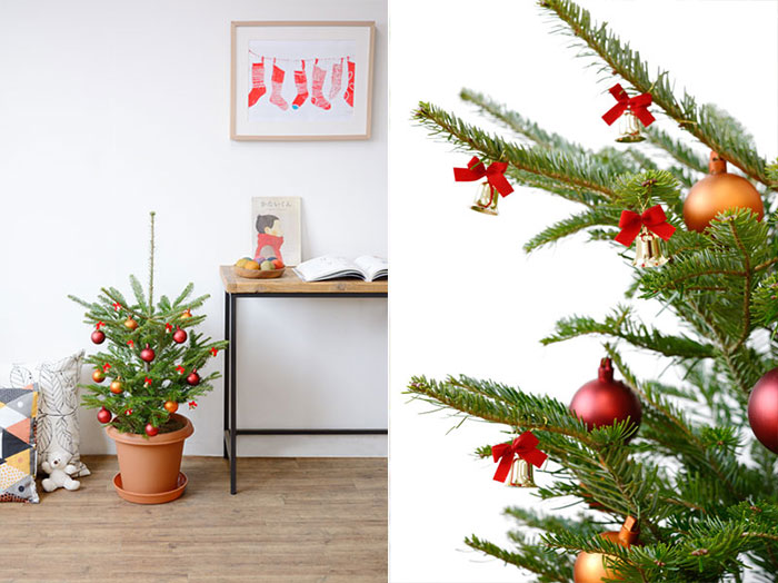 クリスマスツリー用のモミ根無し1m‼️お客様ご注文品♪ 本物のもみの木100cm〜 10号輪鉢 クリスマスツリー用・モミの木 鉢植え