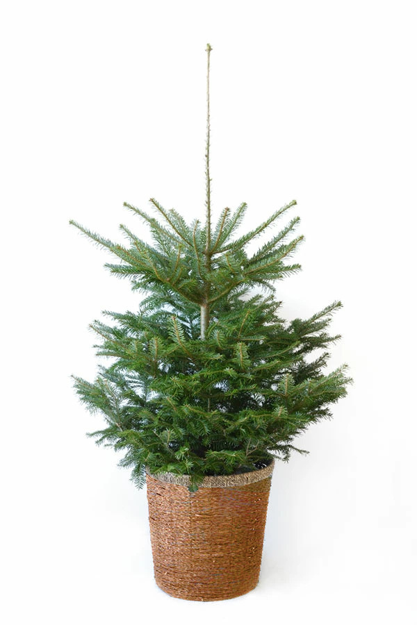 本物のもみの木120cm〜 10号鉢 クリスマスツリー用・モミの木 鉢植え、鉢付き
