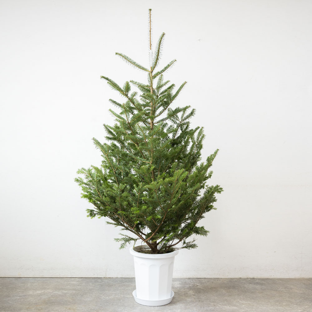 本物のもみの木170cm〜 10号鉢 クリスマスツリー用・モミの木 鉢植え