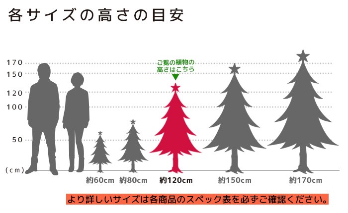 本物のもみの木120cm〜 10号鉢 クリスマスツリー用・モミの木 鉢植え