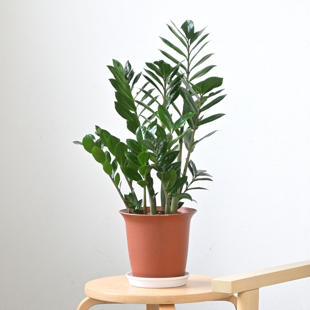 観葉植物 本物 ザミオクルカス・ザミフォーリア 6号鉢 鉢カバー