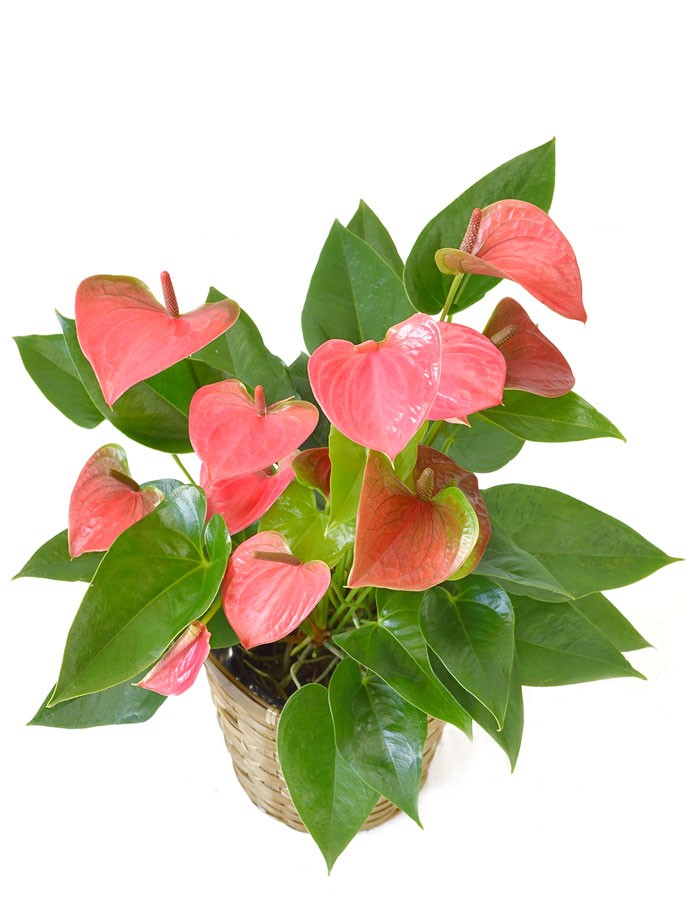 観葉植物 アンスリウム 6号鉢 キャラメルブラウン 鉢カバー付き セット 中型 ロイヤルピンクチャンピオン