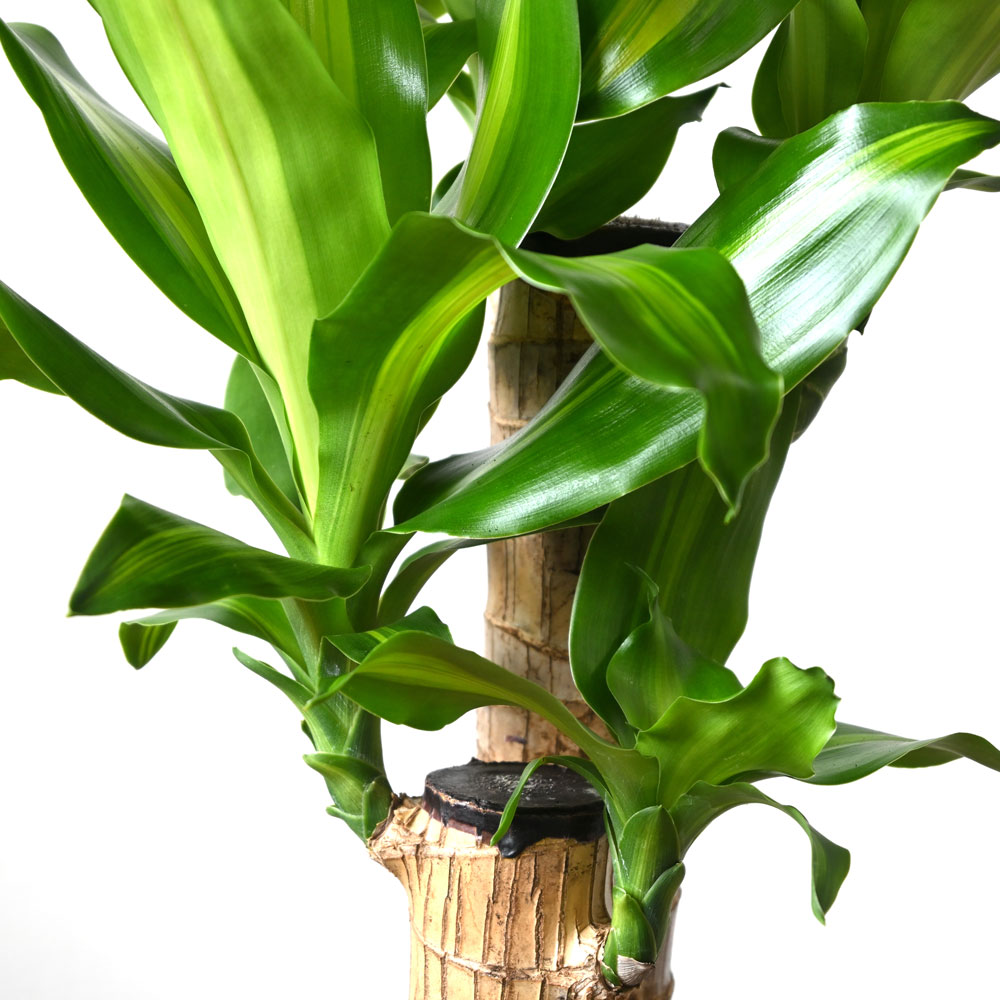 観葉植物 本物 幸福の木 ドラセナ・マッサンゲアナ 6号鉢 鉢カバー