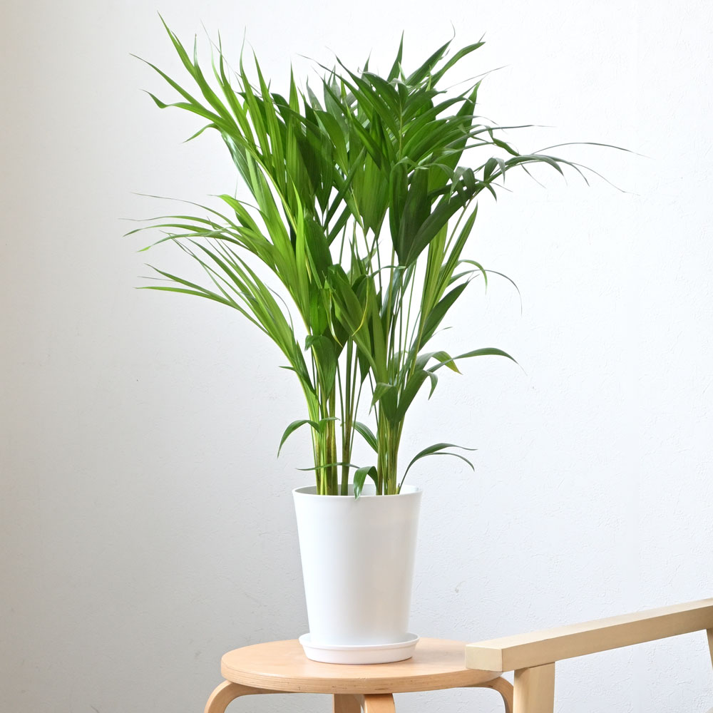 アレカヤシ。観葉植物。本物。鉢ごと無料で発送致します。 観葉植物 本物 アレカヤシ 10号鉢 大型 通販 人気 背が高い