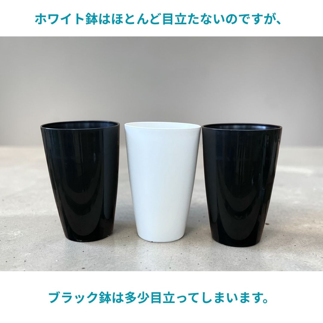 観葉植物 本物 ベンガルボダイジュ(フィカス・ベンガレンシス) 曲がり