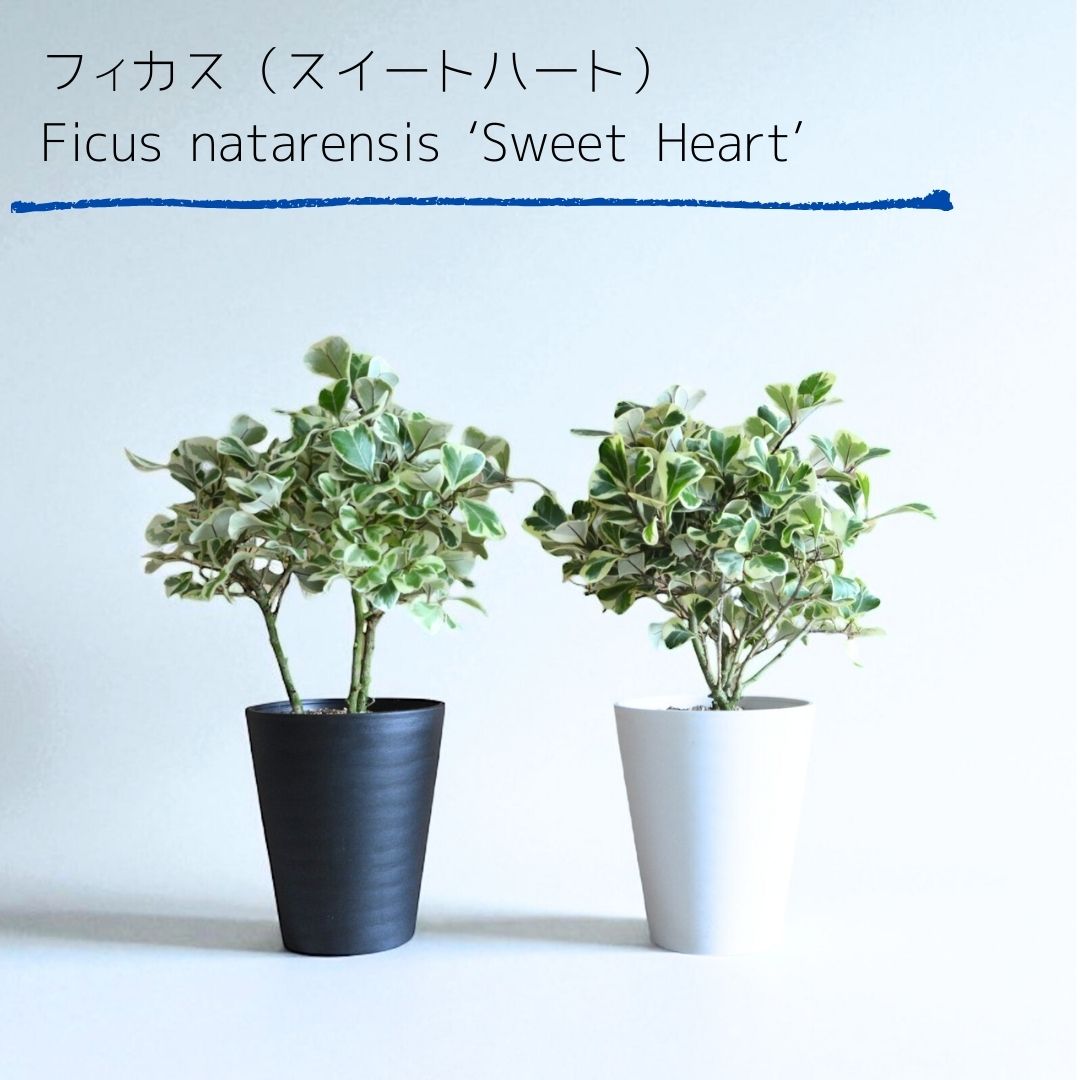 観葉植物 本物 フィカス『斑入り』トライアンギュラス セラアート鉢 5