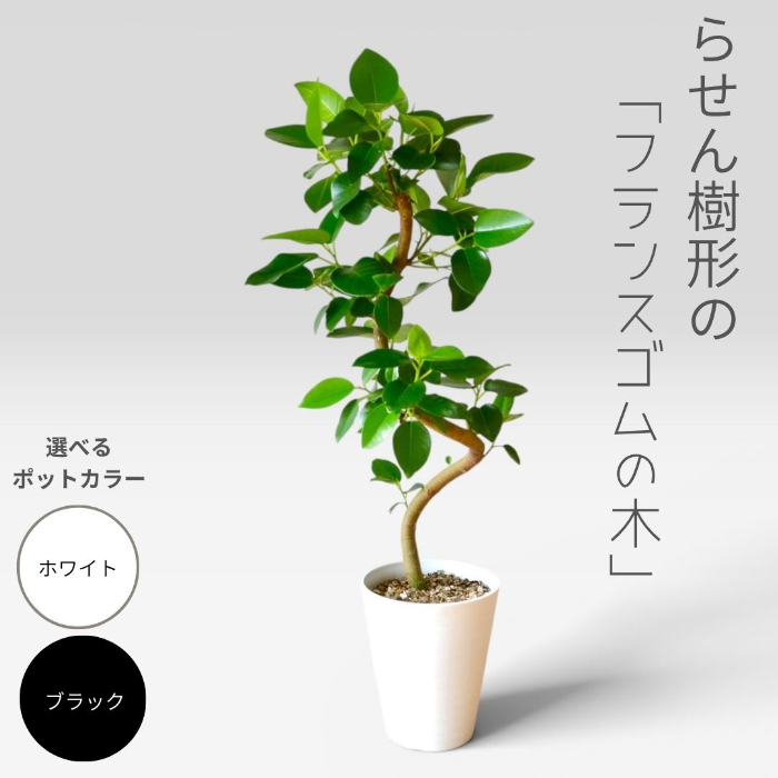 フランスゴムの木