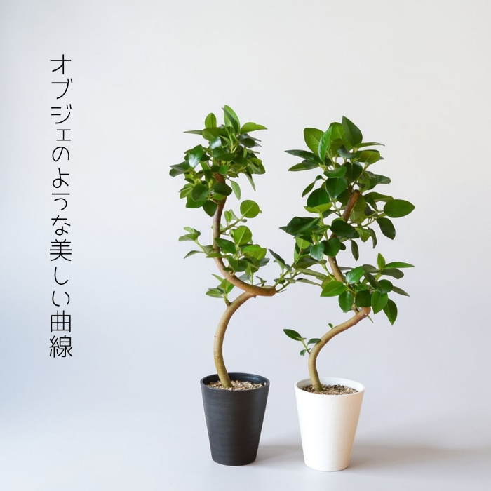 フランスゴム 俯瞰