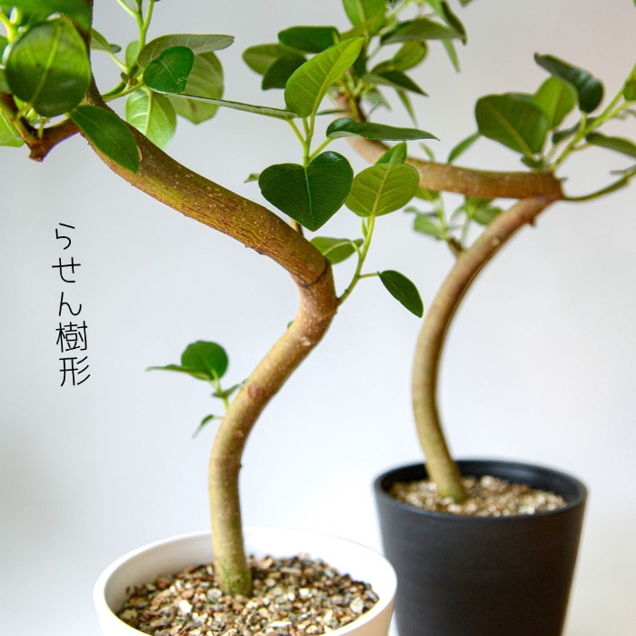 曲がり仕立て