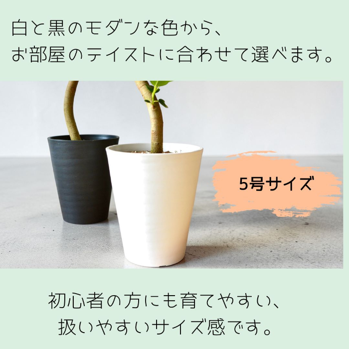 鉢カラー