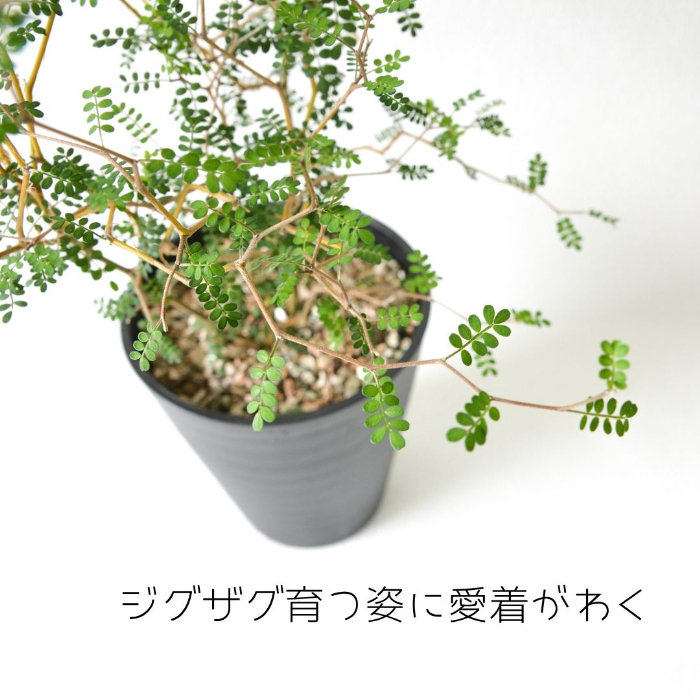 ソフォラ 樹形2