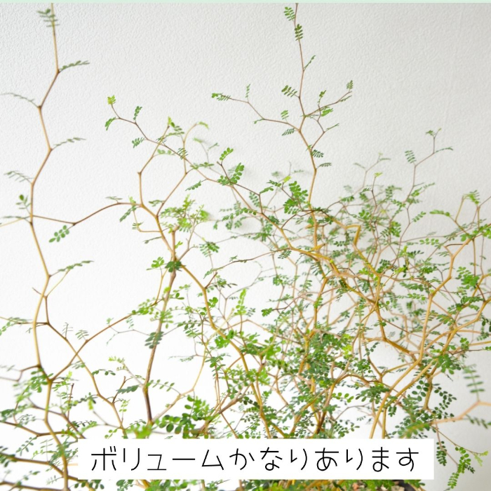 ソフォラ 全体