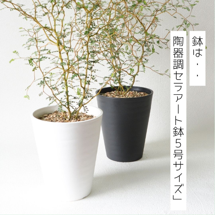鉢デザイン1